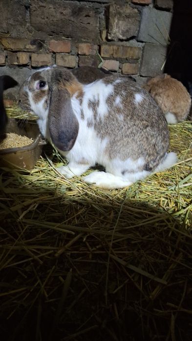 Кролики мясной породы