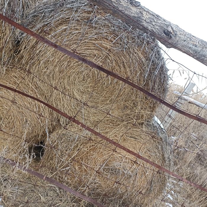 Сено в рулонах, ячмень.солома.