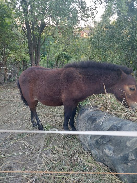 Vînd mînz ponei talie mica
