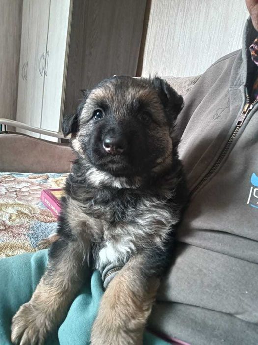 Продам щенка немецкой овчарки длинношерстного