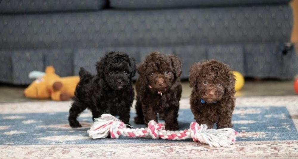 Мини пудел той  пудел