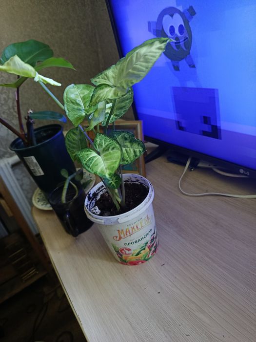 Продам Сингониум