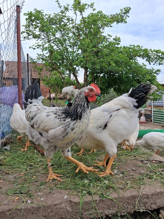 Vând Cocoși tineri