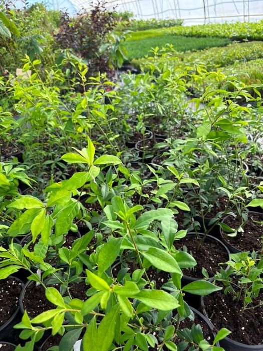 Огнен Храст/ Euonymus alatus