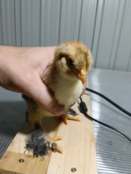 Pui moțați bărboși frezați incaltati+ pereche marans