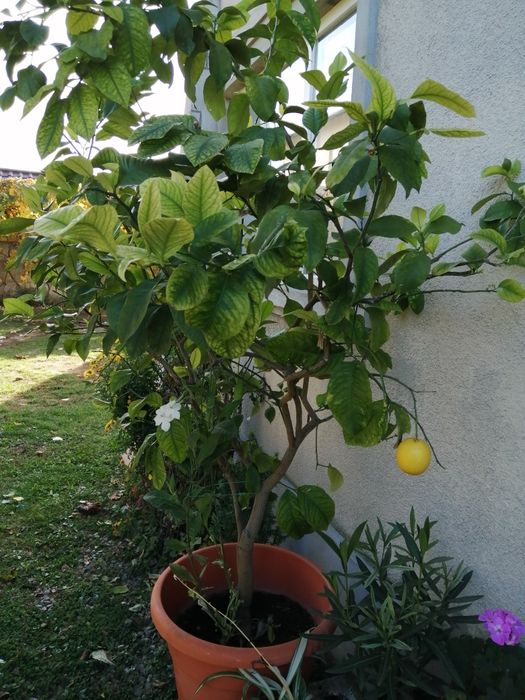 Vind lamii altoit întrat pe rod de 15 ani Are doi metri înălțime fruct