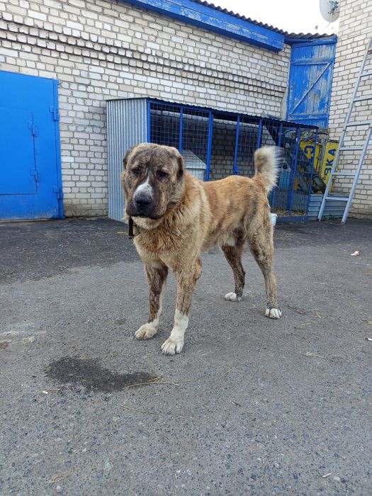 Щенки САО (алабай)