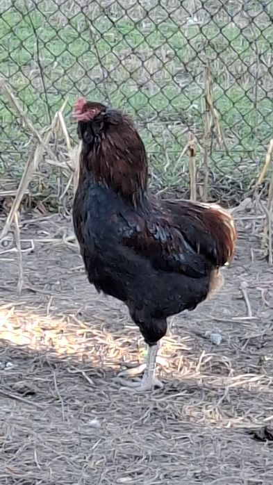 Araucana potarnichiu salbatic.