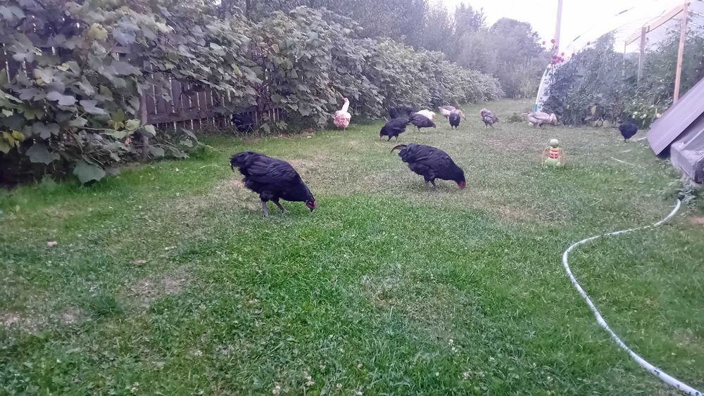 Cocosi australorp