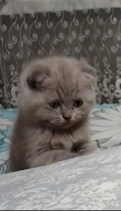 Лиловая, вислоухая, с документами.