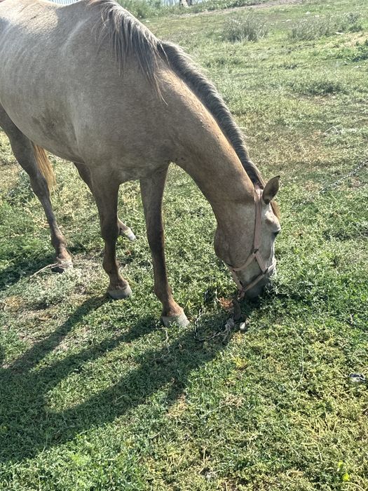 Продаю кобылу!