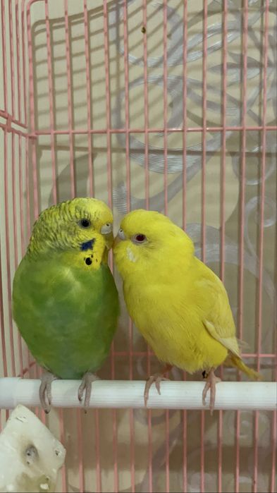 Декоративные попугаи