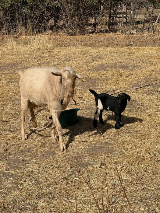 Продается Козёл. Теке сатылады срочно!