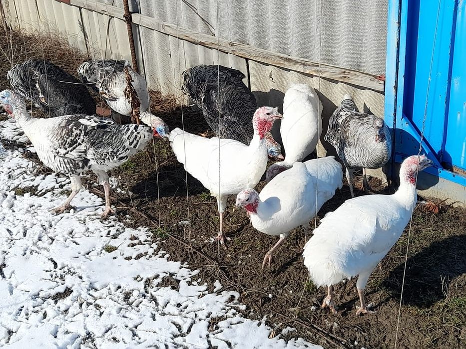 Продам домашних индюков
