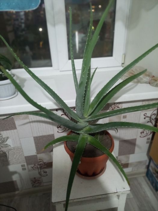 Алое Вера.4года.