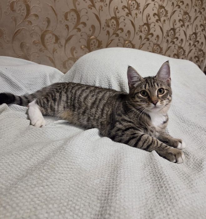 Котёнок в добрые руки