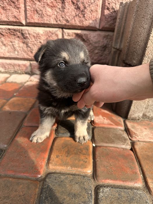 Щенки восточно европейской овчарки