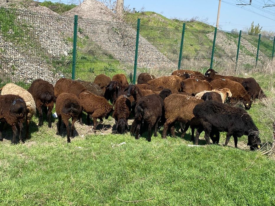 33 бас жаксы қой бар