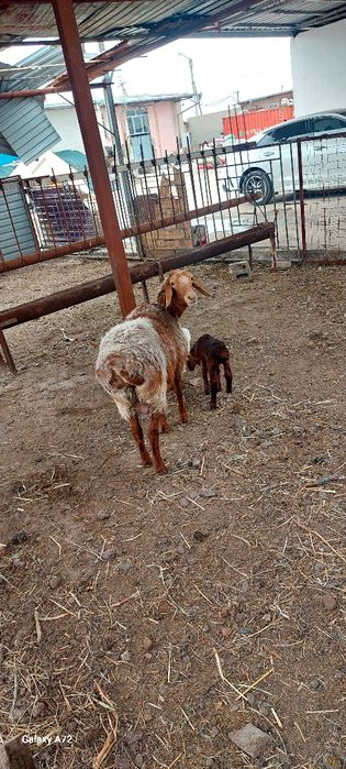 Киргизистон она бола куйлар сотилади