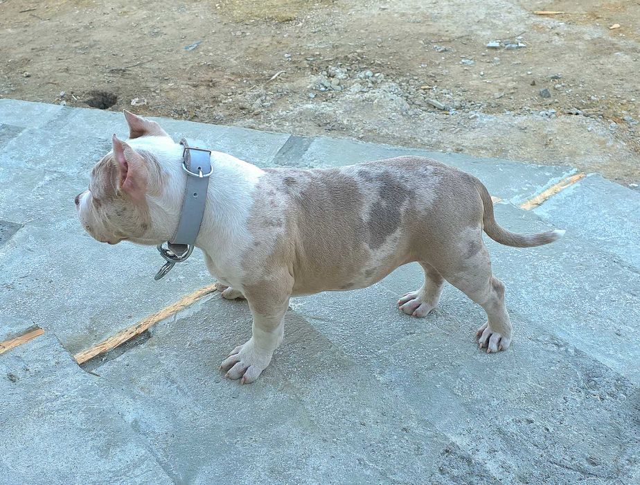 Американско Були Покет American Bully Pocket