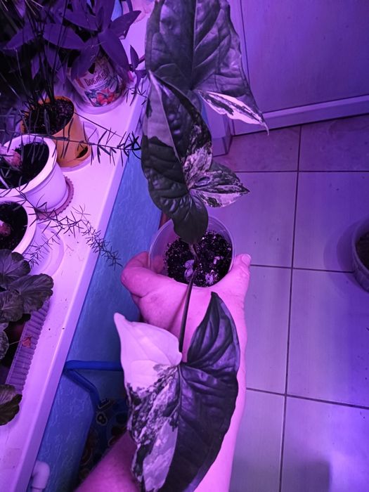 Цветы от 800 т.укоренненые