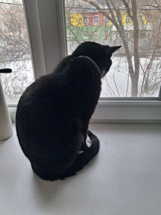 Кот чёрнобелого окраса