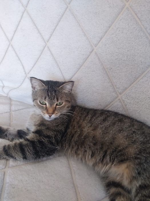 Отдам в добрые руки кошечку