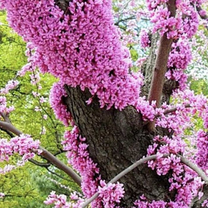 Cercis Canadensis (Arborele Iudei )