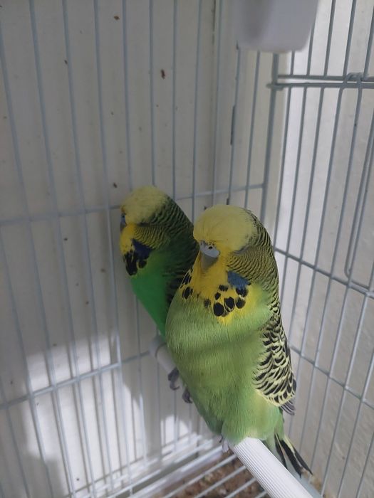 Canari ,pescarusi japonezi și 1 pereche perusi standard