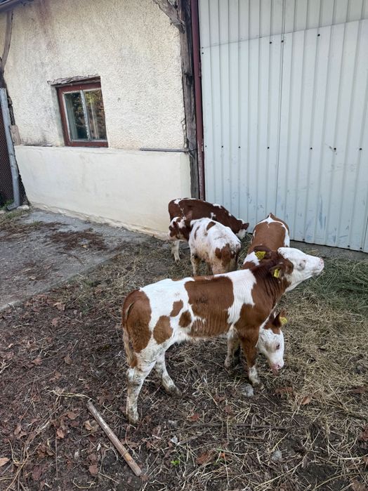Vând 5 viței semi înțărcați