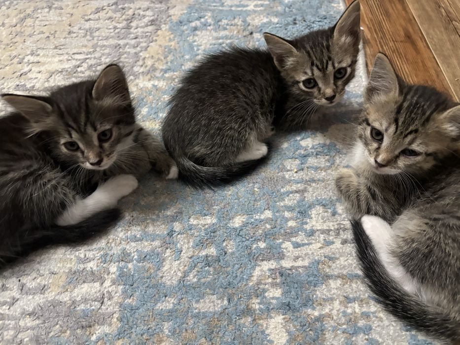 Отдам котят в добрые руки ! 2 месяца