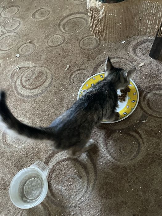 Подарявам мъжко коте на 3 месеца много кротко с хигиенни навици