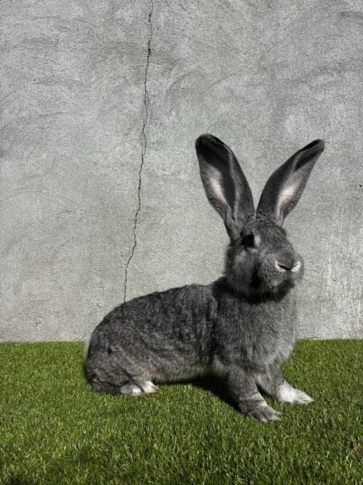 Mascul Urias German Chincilla