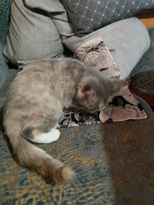 Котенок девочка в добрые руки