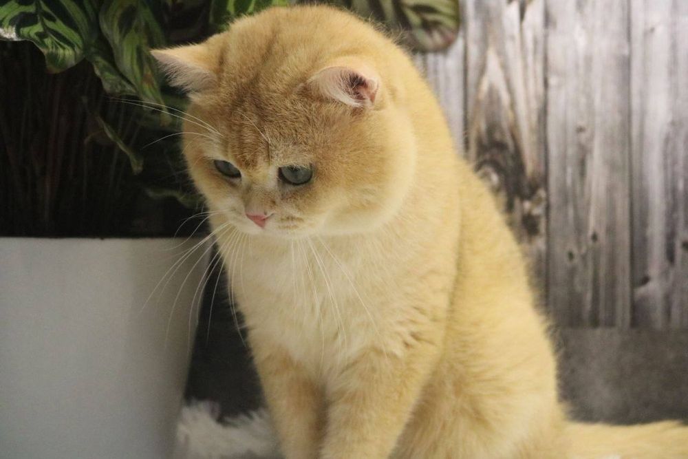 Zalatoy shinshla ny 12 vyazka uchun