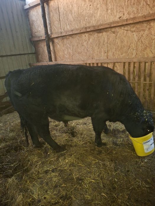 Vând taur pentru reproductie