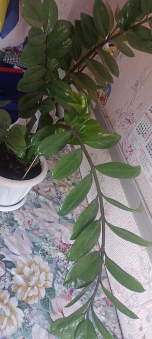 Продам Долоровое дерево большое!