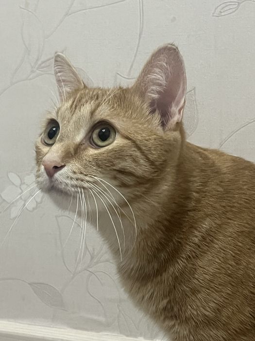 Шотландский прямоухий кот