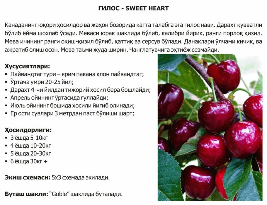 Katta kokrakli rus qiz onanizm video