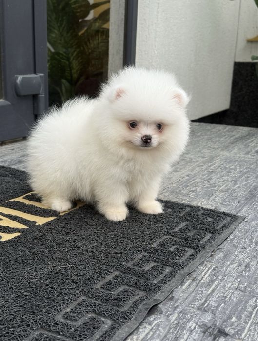 Pomeranian mascul alb