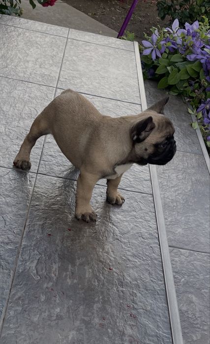 Vand pui bulldog francez