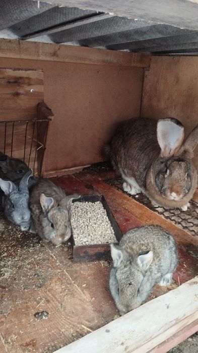 Продаются кролики.