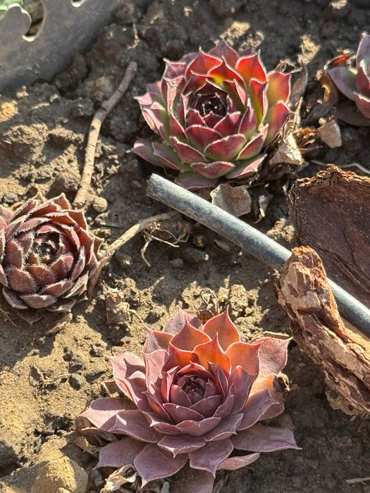 Уличные садовые растения