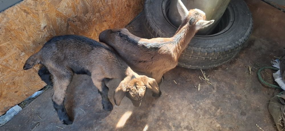 Iedute Sannen,alpine si metis