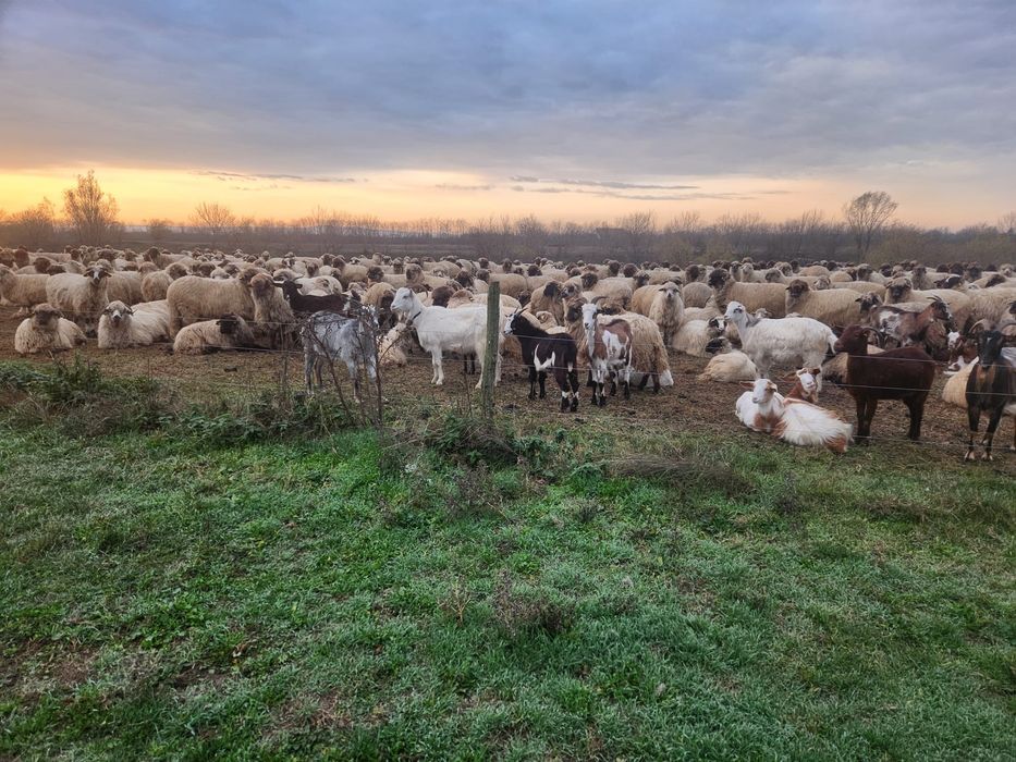 Vând turma de capre sau schimb cu diverse animale