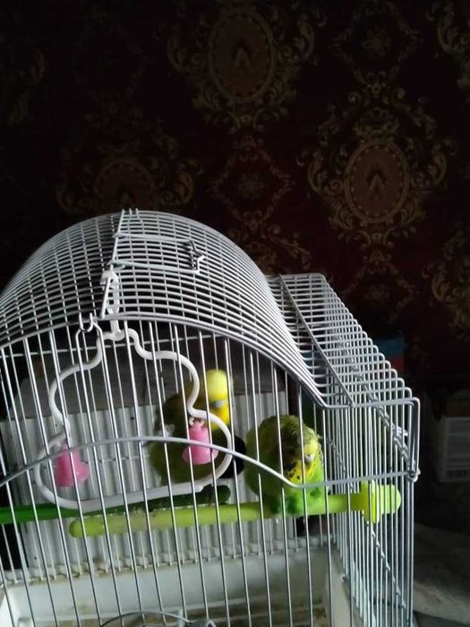 Papugay 2 ta qafasi bilan