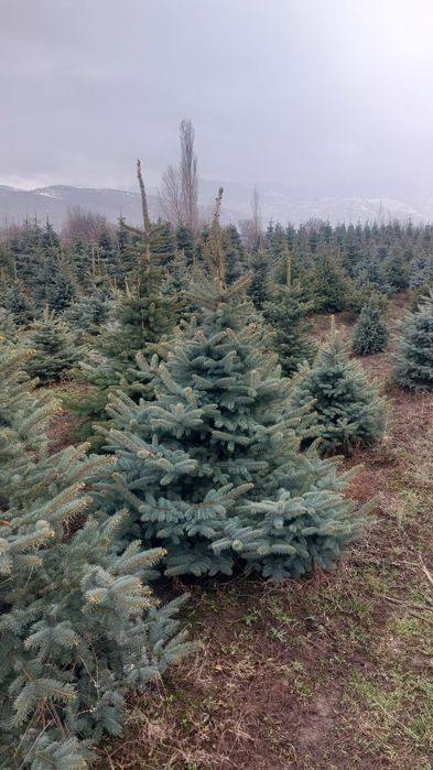 Тополь пирамидальный