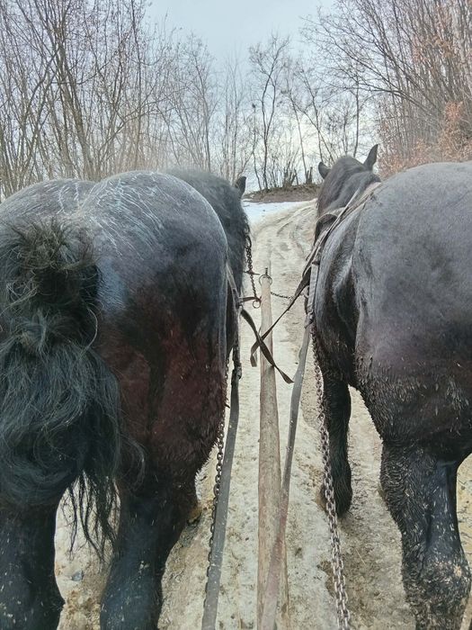 Cai de vânzare  3 și 5 ani