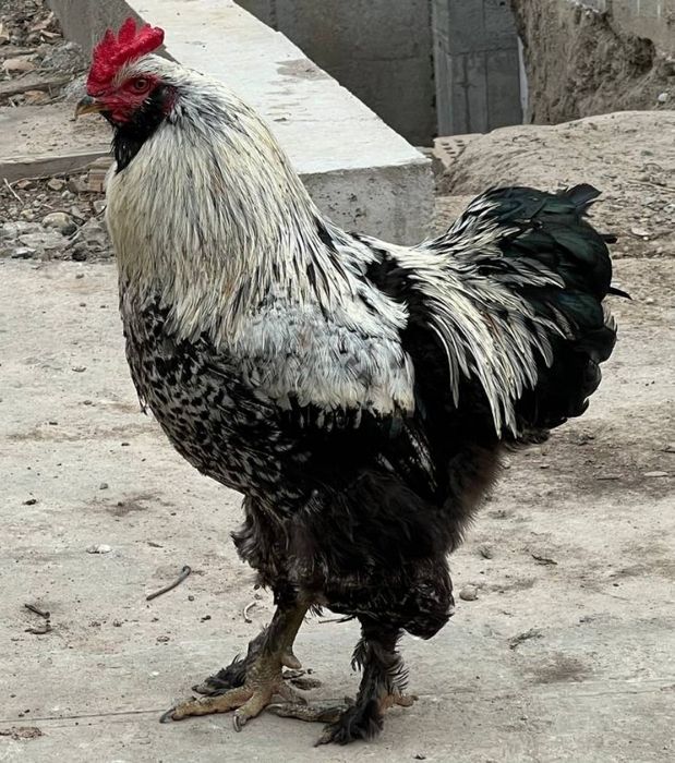 Продаю  петухов  породы брама