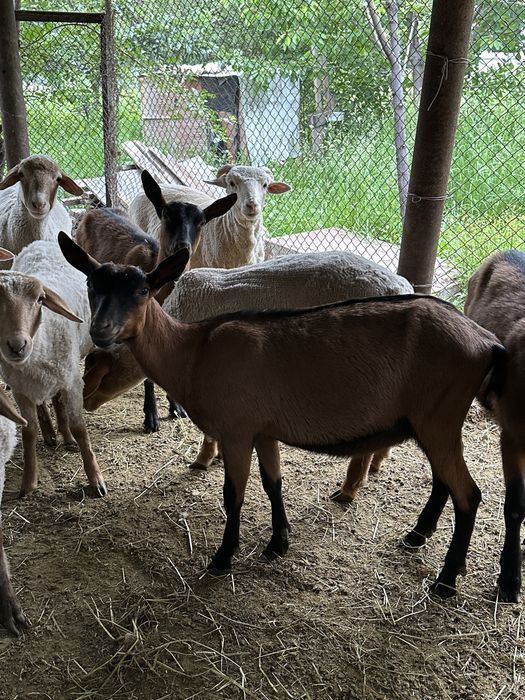 Продам Альпийских коз